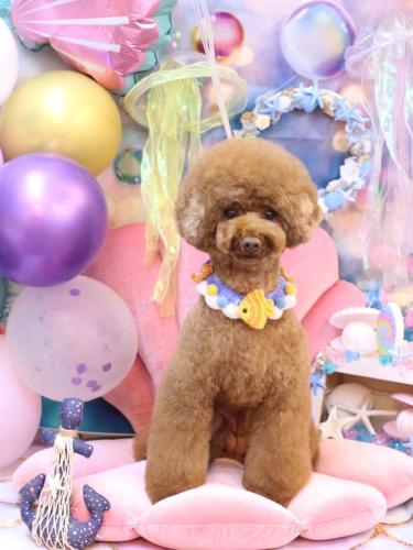 20240825ろこちゃん